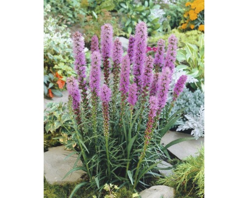 Liatris dans un parterre de jardin