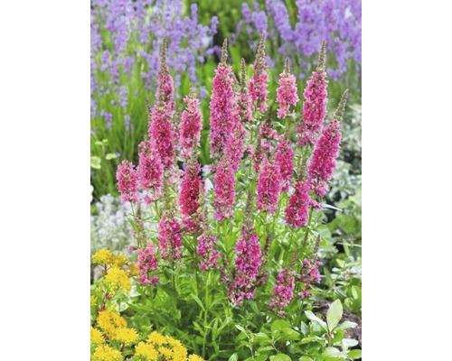 Plante de parterre dressée, fleurie, de couleur rose, dans un jardin