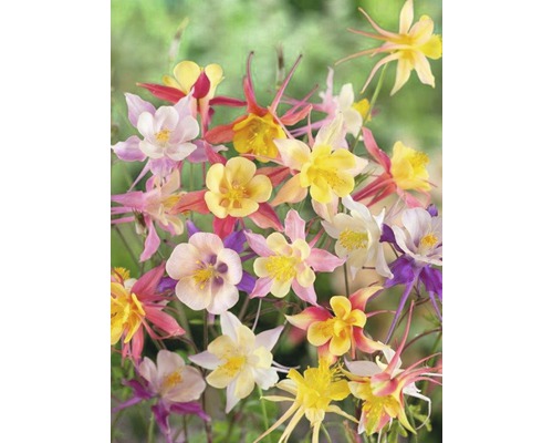 Fleurs d''ancolie multicolores dans le jardin