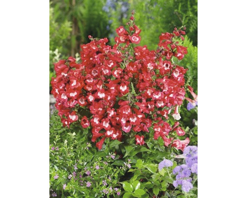 Photographie d''une plante à barbe avec des fleurs rouges