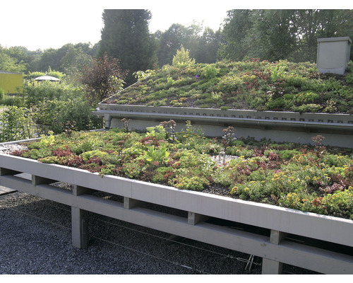 Begrüntes Dach mit Vegetation und Entwässerungssystem