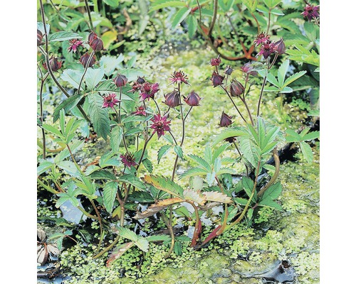 Potentille des marais FloraSelf Potentilla palustris H 10-40 cm Co 0,6 L