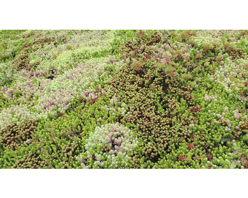 Nahaufnahme einer extensiven Dachbegrünung mit Sedumsprossen