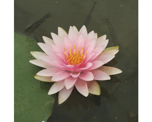 Seerose FloraSelf Nymphaea-Hybride 'Madame D'Wilfron Gonnere' H 10-20 cm Co 1 L Rosa Seerose im Teich