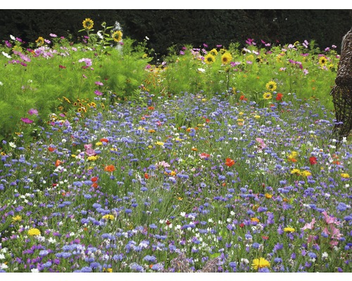 Semences de prairies de fleurs Kiepenkerl paradis pour les insectes 1 kg 125 m²