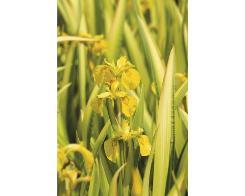 Iris des marais FloraSelf Iris pseudacorus variegatus h 15-25 cm panier 2,5 L