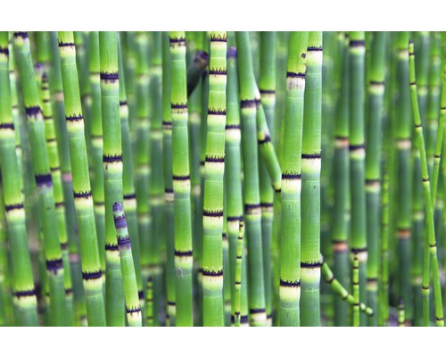 Nahaufnahme von Schachtelhalm