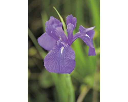 Iris versicolor FloraSelf Iris laevigata H 15-25 cm Co 0,3 L