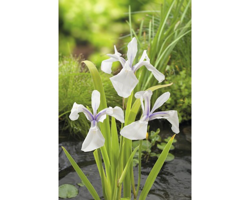 Iris versicolor FloraSelf Iris laevigata 'Snowdrift' pot Ø 9 cm
