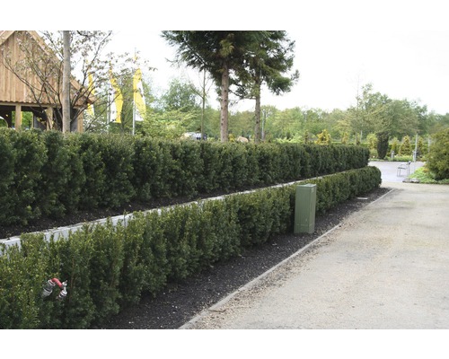 15 x Eibe FloraSelf Taxus baccata H 125-150 cm ClickCo für ca. 6 m Hecke