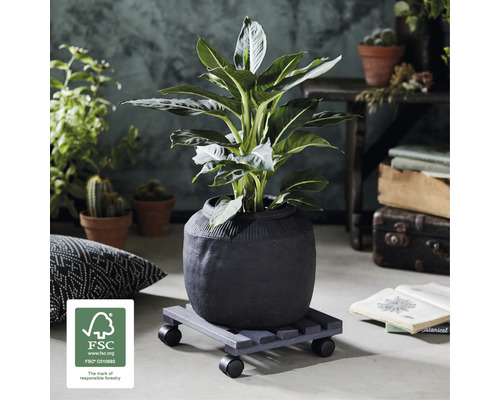 Plante d''intérieur dans un pot sur un support à roulettes et label FSC
