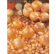 Zwiebeln und Zwiebelsamen auf einem Haufen