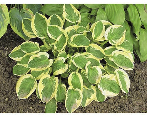 Funkie Pflanze mit grün-gelben Blättern im Gartenbeet