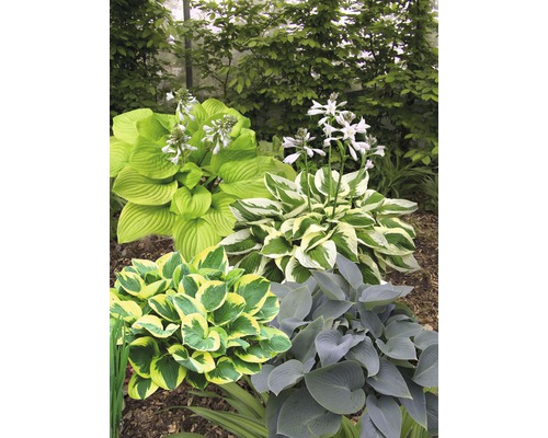 Verschiedene Hosta Pflanzen im Gartenbeet