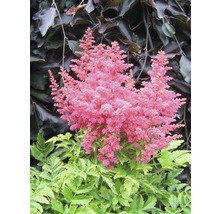 Astilbe mit rosa Blüten und grünen Blättern