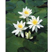 Seerosen mit Blüten und Blättern im Teich