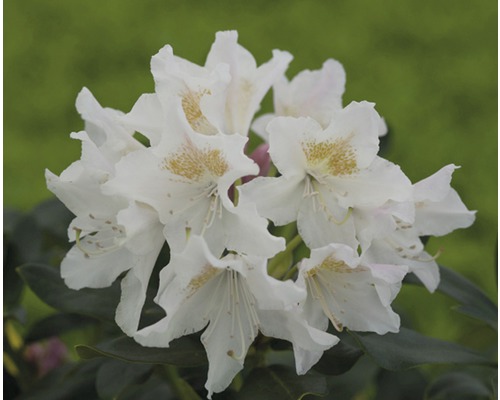 Rhododendron des Alpes à grosses fleurs FloraSelf Rhododendron Hybride blanc H 30-40 cm Co 5 L Rhododendron des Alpes à grosses fleurs FloraSelf Rhododendron Hybride blanc H 30-40 cm Co 5 L
