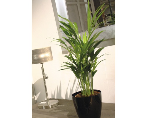 Zimmerpflanze Areca Palme im Topf neben Tischleuchte