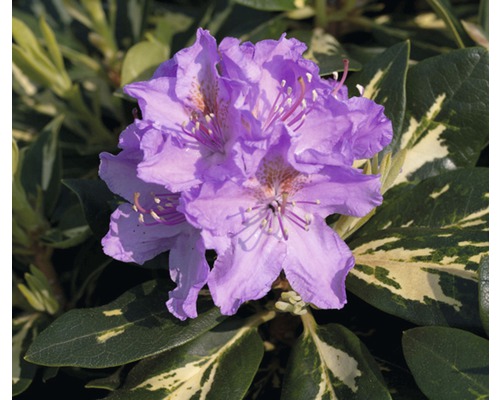 Großblumige Alpenrose FloraSelf Rhododendron Hybride 'Goldflimmer' H 30-40 cm