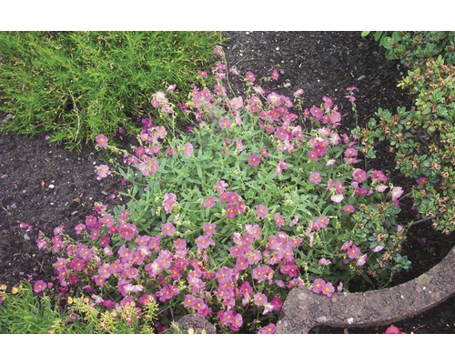 Sonnenröschen mit violetten Blüten im Gartenbeet.