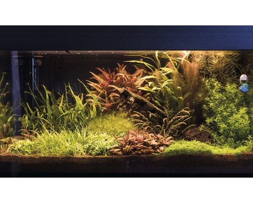 Aquarium mit verschiedenen Wasserpflanzen und Dekorationen.