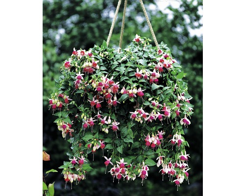 Hängende Fuchsie mit Blüten