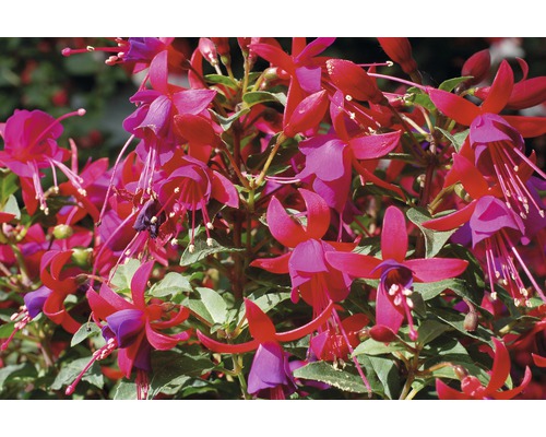 Fuchsienblüten mit Blättern