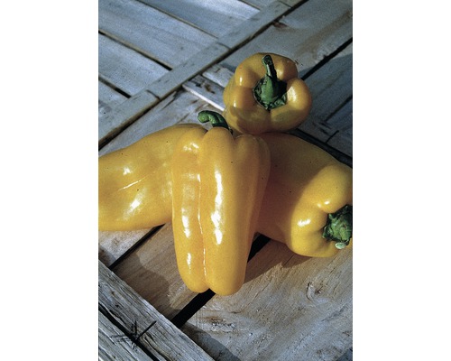 Poivron jaune Capsicum annuum pot Ø 9 cm