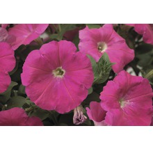 Pétunias retombants FloraSelf® pot de 10,5 cm rose-thumb-3