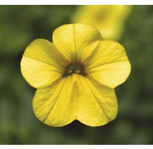 Mini pétunias retombants FloraSelf® pot de 10.5 jaune-thumb-0