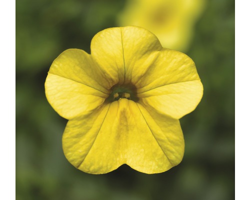 Mini pétunias retombants FloraSelf® pot de 10.5 jaune-0
