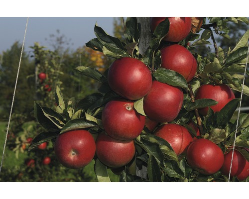 Pommier d'hiver bio Terrasse FloraSelf Bio Malus domestica 'Jonagold' h 60-80 cm Co 5 l