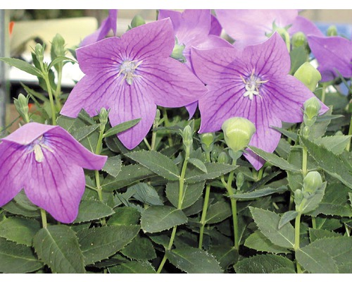 Fleur ballon avec fleurs violettes et feuilles vertes