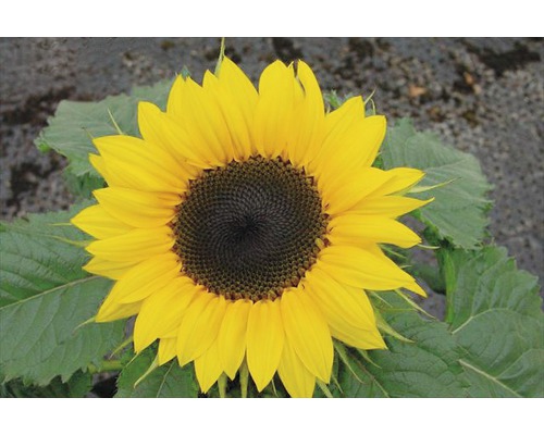 Tournesol avec feuilles