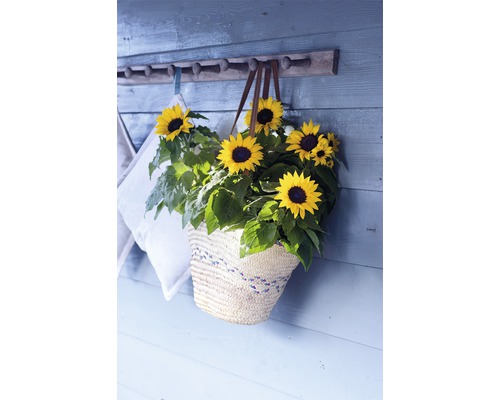 Tournesols dans un panier sur un mur avec un porte-manteau