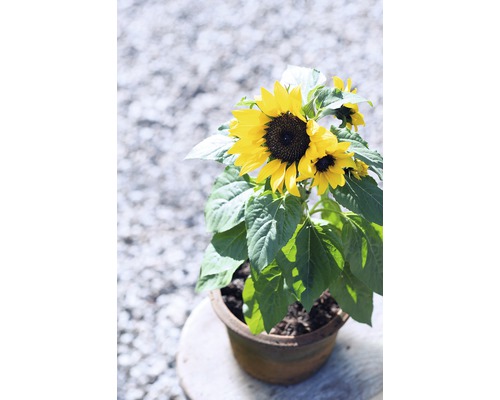 Tournesol en pot