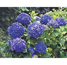 Hortensia bleu avec des feuilles vertes