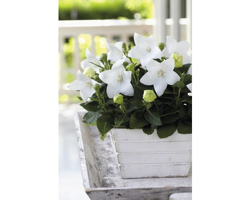 Campanule à grandes fleurs FloraSelf Platycodon grandiflorus pot Ø 12 cm, blanc