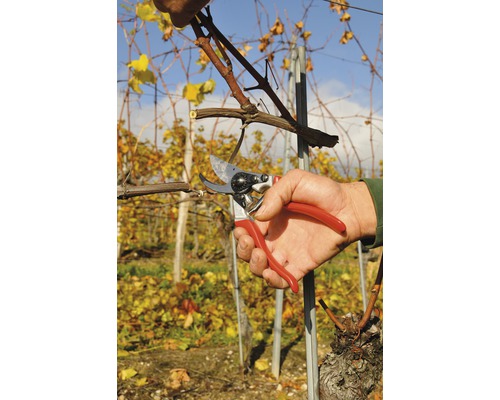 Eine Person schneidet eine Weinrebe mit einer Gartenschere.