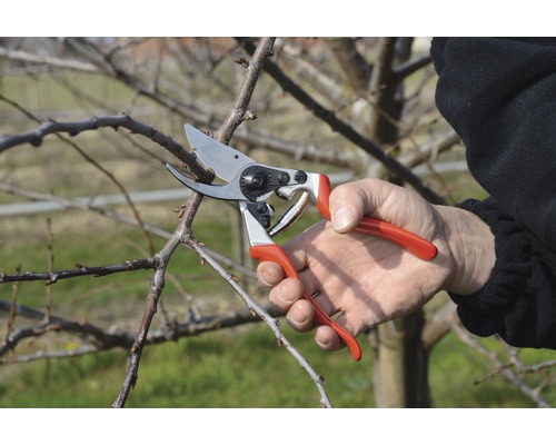 Gartenarbeit: Person schneidet Ast mit einer Gartenschere