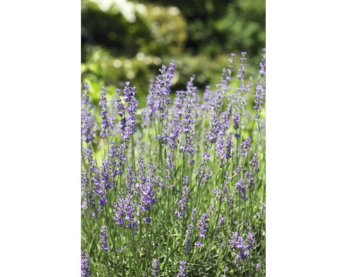 Gros plan de fleurs de lavande dans le jardin