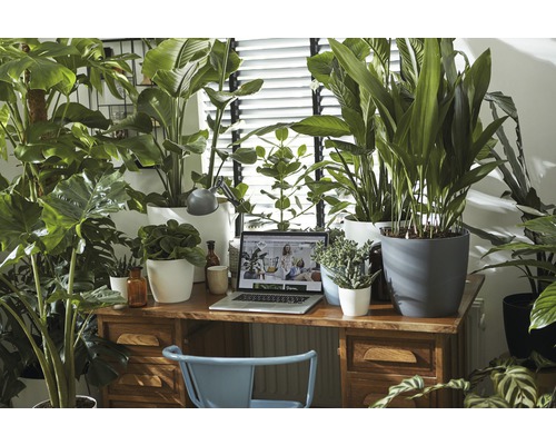 Bureau avec bureau, chaise, ordinateur portable et diverses plantes d''intérieur en pot