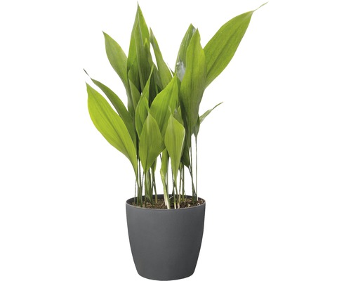 Muguet en pot