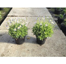 Deux fleurs en pot avec des fleurs en pot