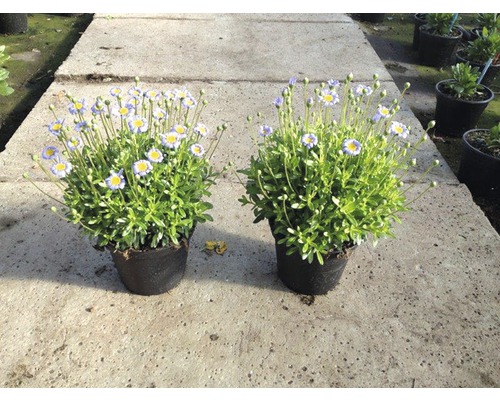 Deux fleurs en pot avec des fleurs en pot
