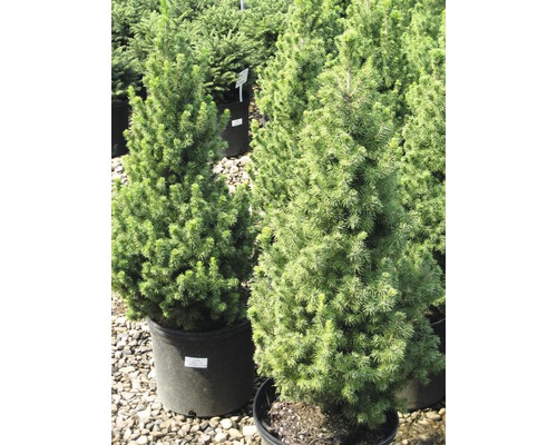 Deux épicéas nains en pot