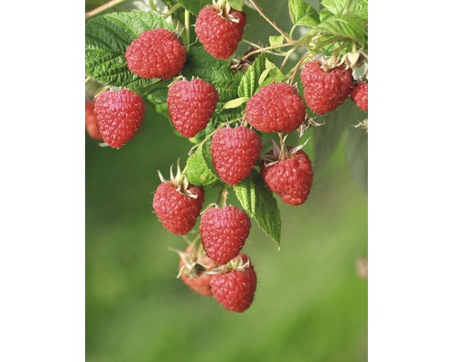 Framboisier FloraSelf Rubus idaeus 'Malling Promise' H 40-60 cm Co 2 L