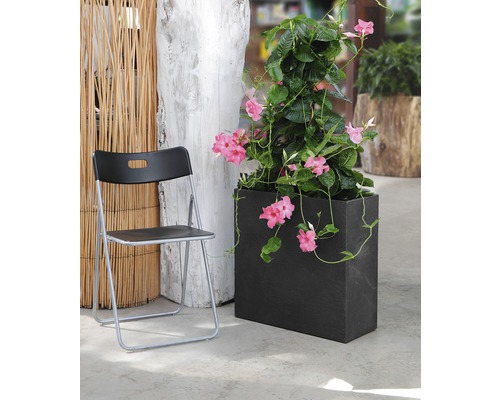 Scène avec une plante grimpante Mandevilla dans un bac à fleurs rectangulaire en pierre, à côté d''une chaise pliante.