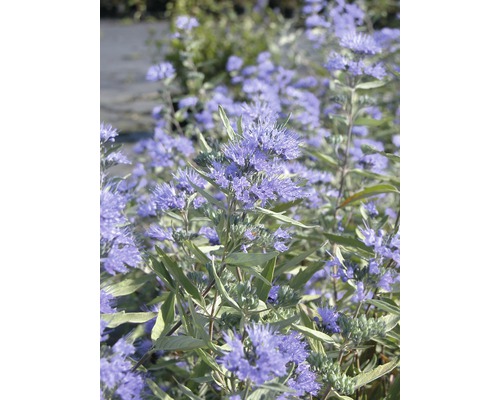 Nahaufnahme einer Bartblume mit blauen Blüten und grünen Blättern.