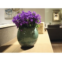Campanules en pot sur une table